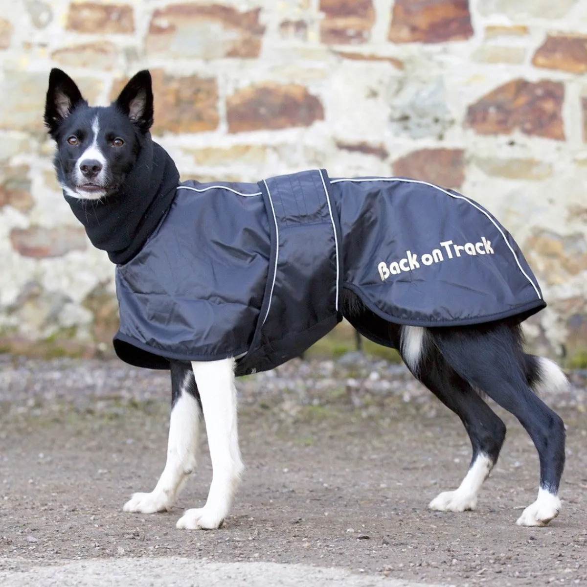 Whippet-takki>Back on Track Hot