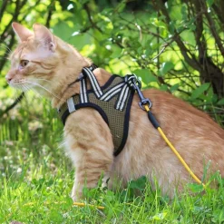 Cat Sporty NoEscape -kissan valjaat>Basic Best