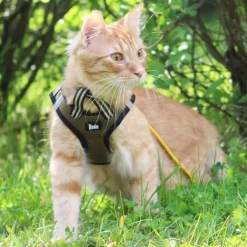 Cat Sporty NoEscape -kissan valjaat>Basic Best