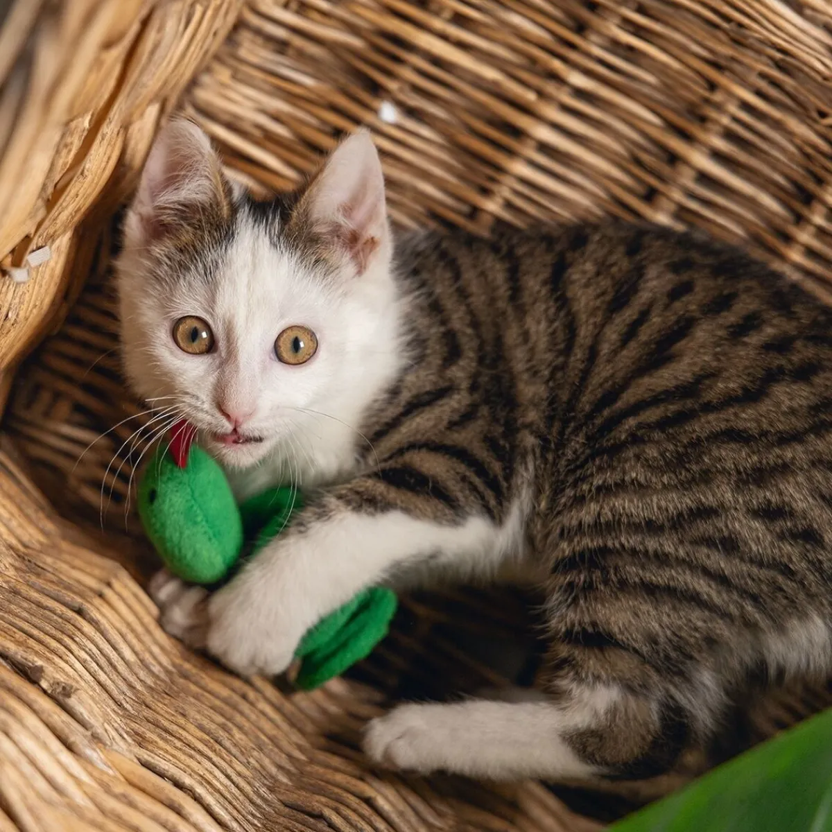 Jungle Cat Snake Craza>Beeztees Hot