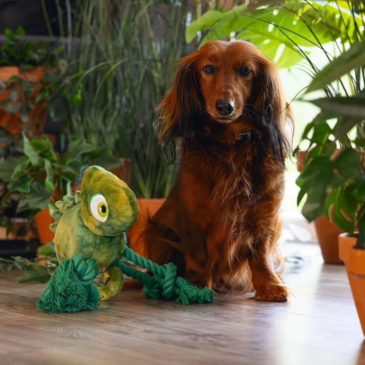 Jungle Chameleon Kodi>Beeztees Clearance