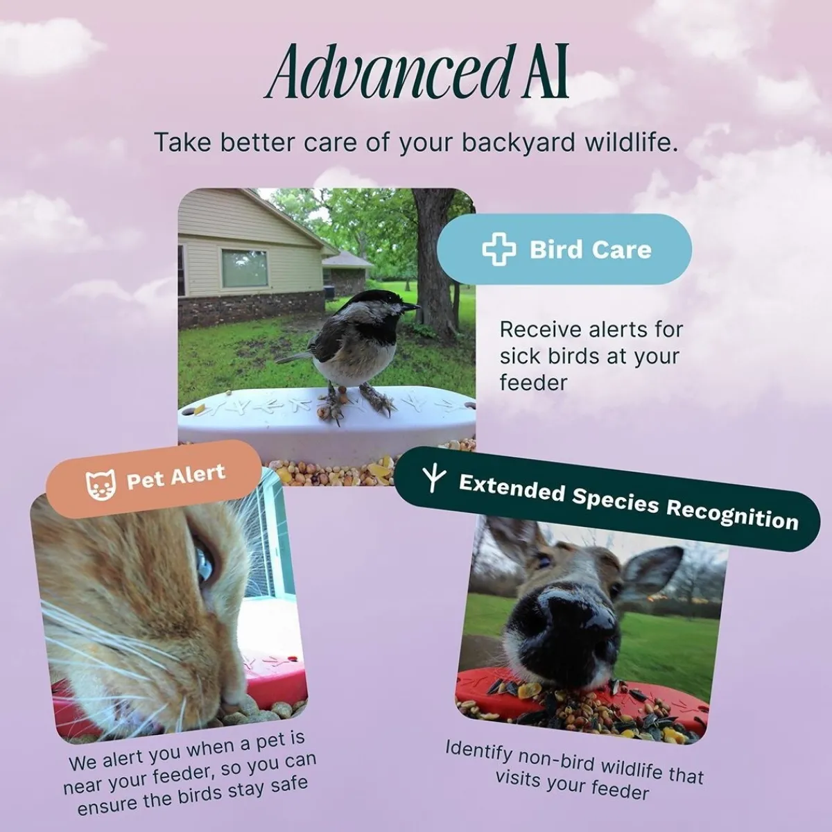 Bird Buddy -lintulauta kameralla>Birdbuddy Outlet