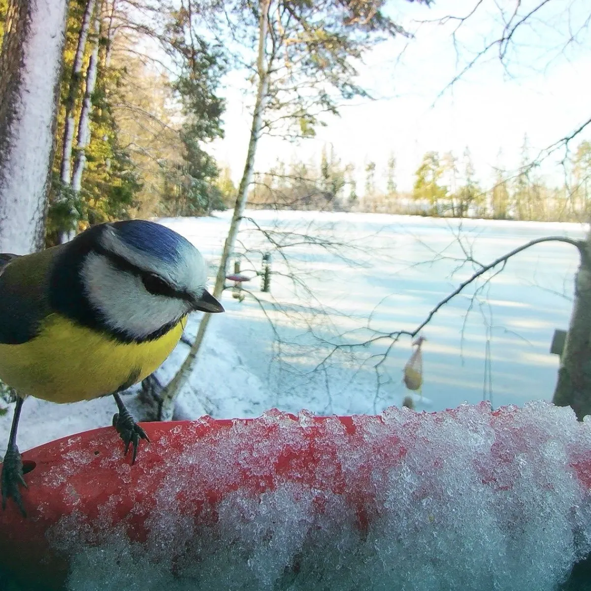 Bird Buddy -lintulauta kameralla>Birdbuddy Outlet