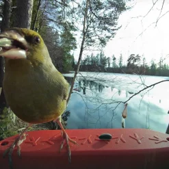 Bird Buddy -lintulauta kameralla>Birdbuddy Outlet