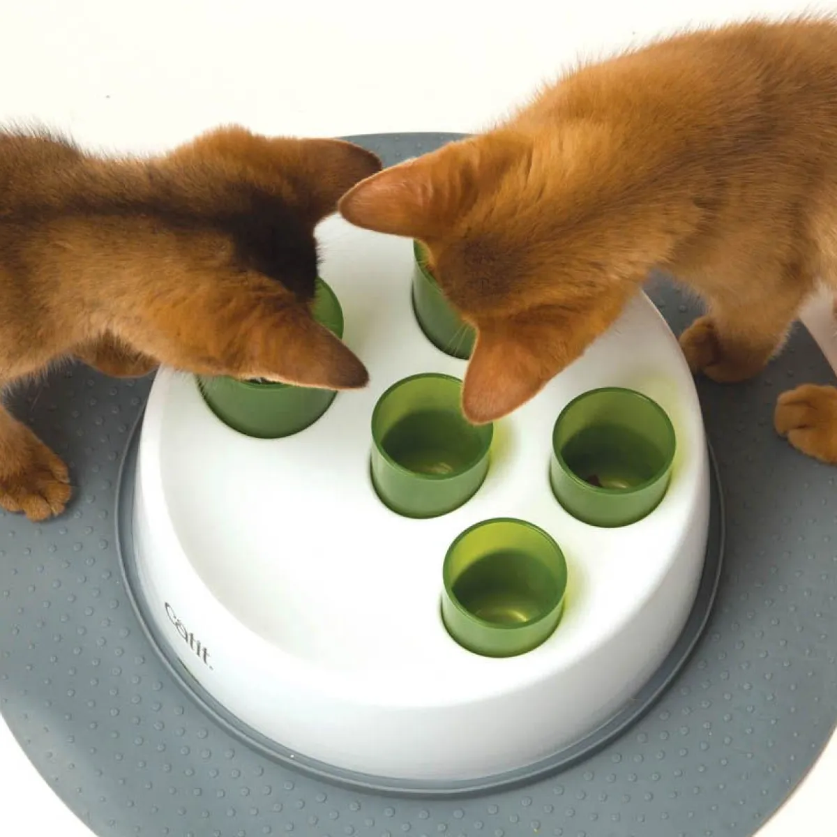 Senses 2.0 Digger>Catit New