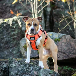 Active valjaat, Rescue Orange>Cerberos
