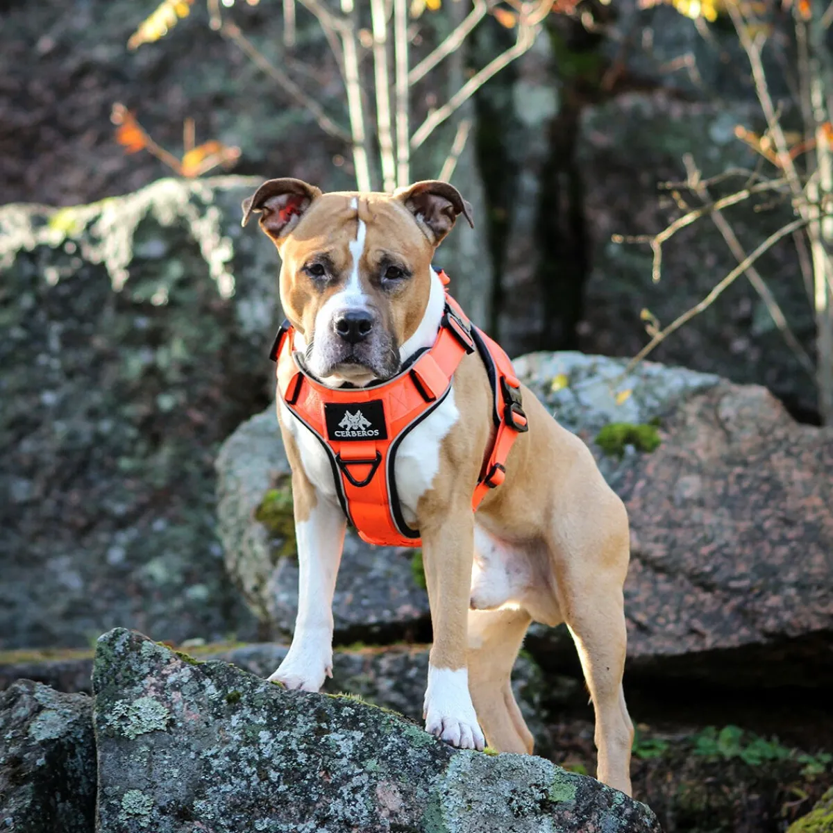 Active valjaat, Rescue Orange>Cerberos