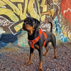 Active valjaat, Rescue Orange>Cerberos