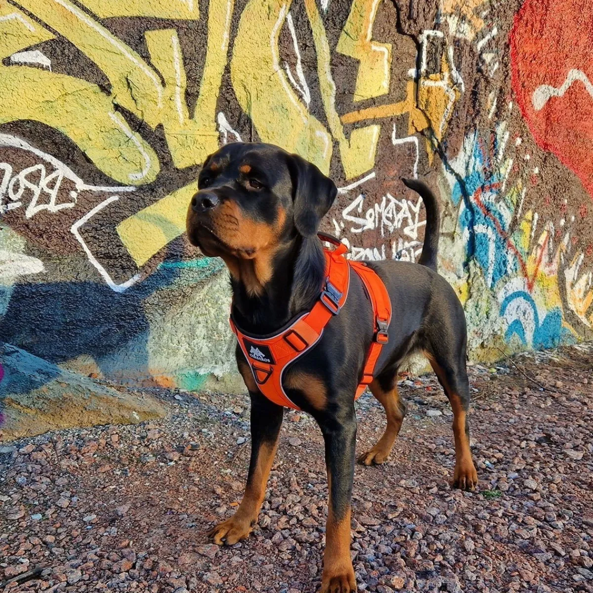 Active valjaat, Rescue Orange>Cerberos