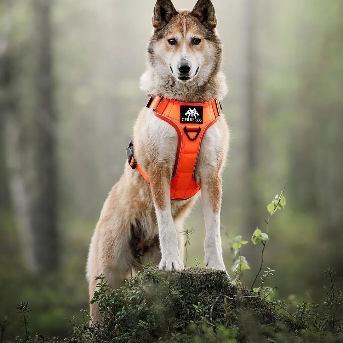 Tactical valjaat koiralle, Rescue Orange>Cerberos Discount