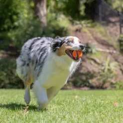Ultra Ball>Chuckit Sale