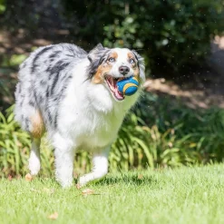 Ultra Squeaker koiran pallo>Chuckit Discount