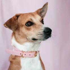 vinttikoirapanta, pinkki>Collar of Sweden New