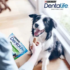 Medium 24-pack>Dentalife Hot