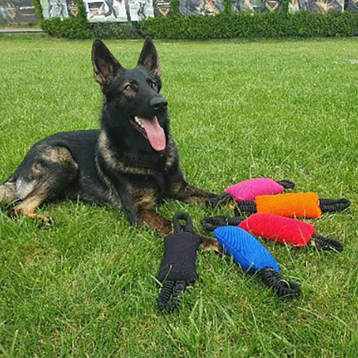 Bungee Bite Tug>Dingo Gear