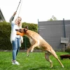 Dog Dangler>Kerbl Outlet