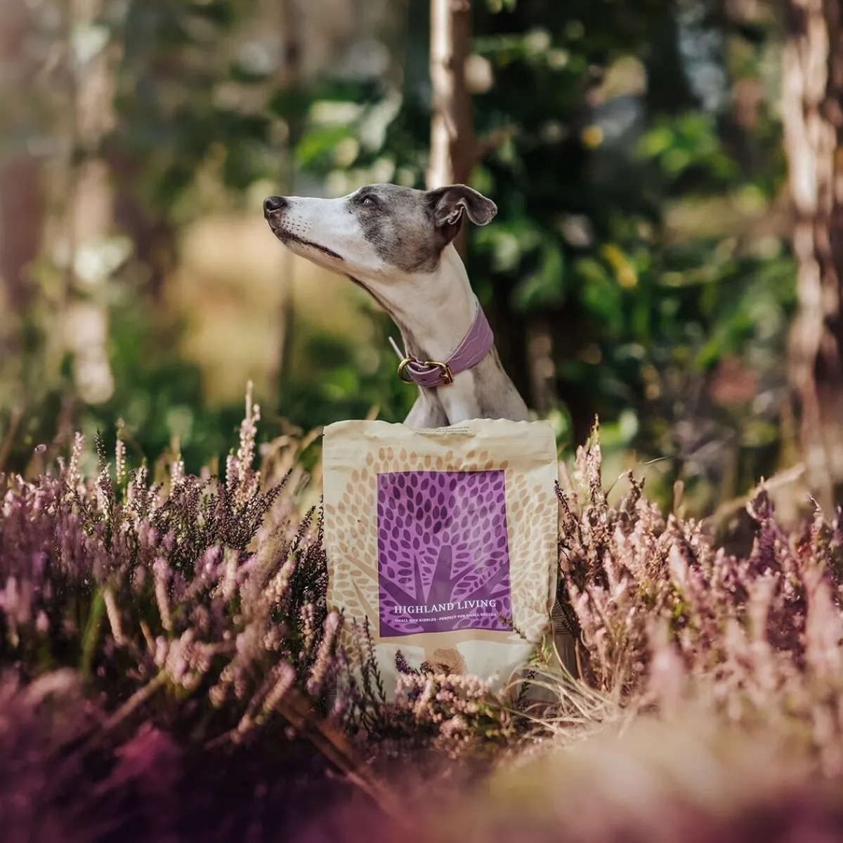 ESSENTIAL HIGHLAND LIVING SMALL BREED 2,5kg>Essential Foods Sale