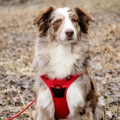 Training valjaat, punainen>Feel Active Discount