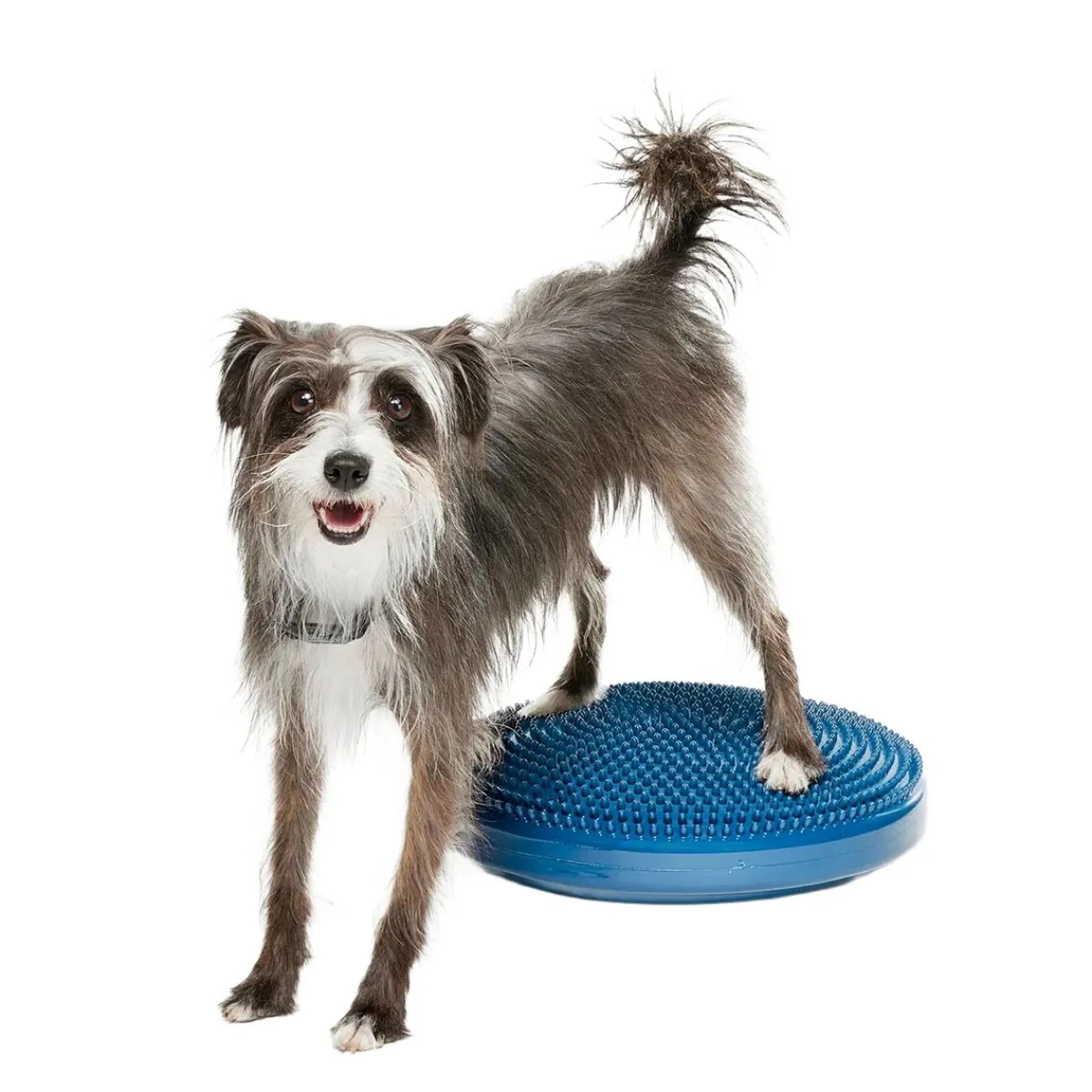 -koiran tasapainotyyny, 36 cm>FitPaws Best