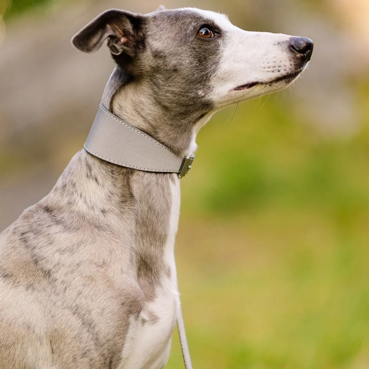 Heijastava panta>Collar of Sweden