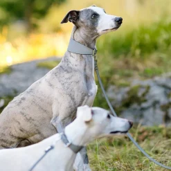 Heijastava panta>Collar of Sweden