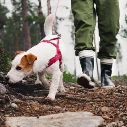 Casual pehmustettu valjas, puolukka>Hurtta Discount