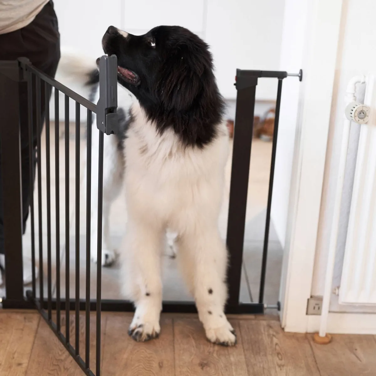 Jatkopala Lassie 7 cm 2 kpl, musta>DogSpace Discount