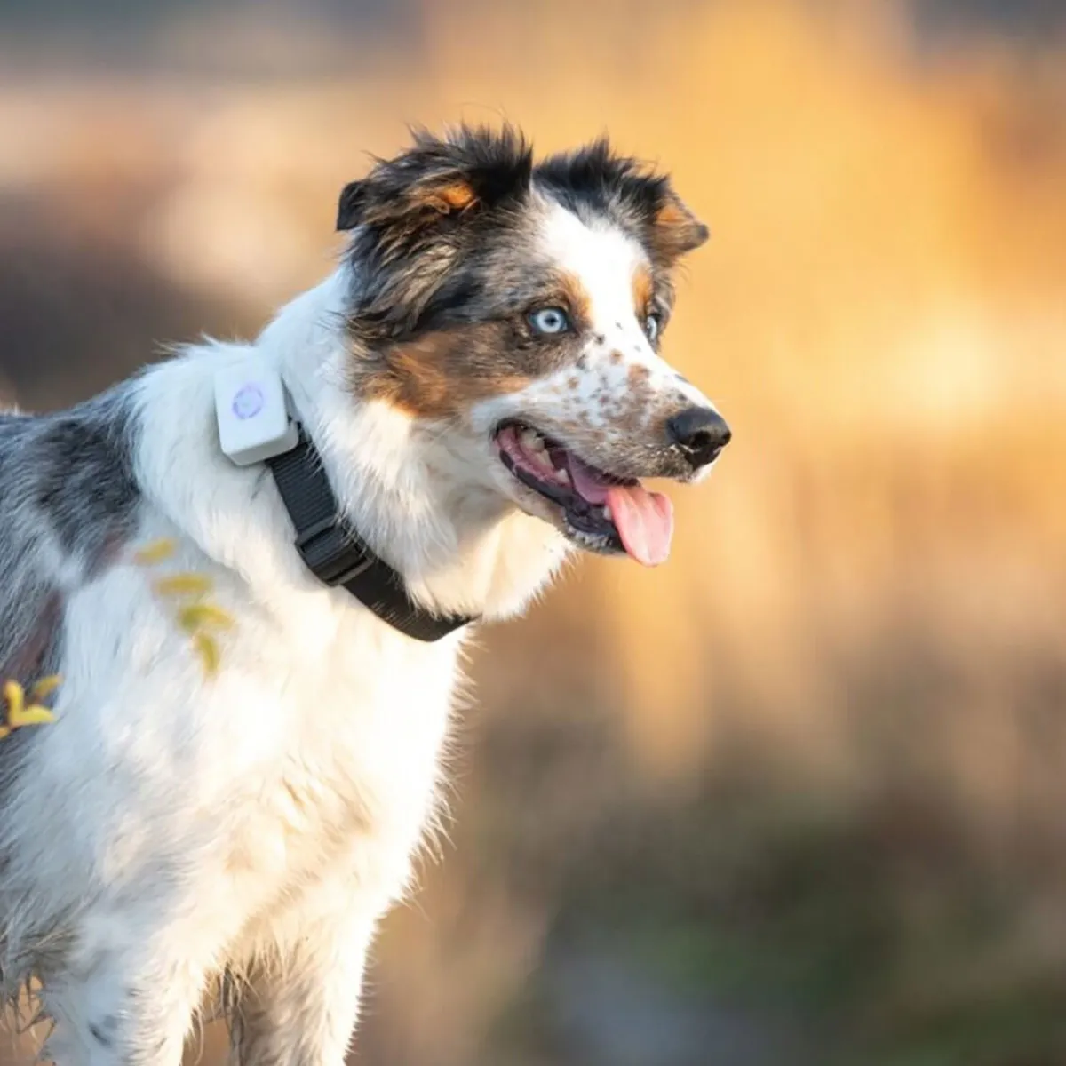 Koiran GPS>Lildog New