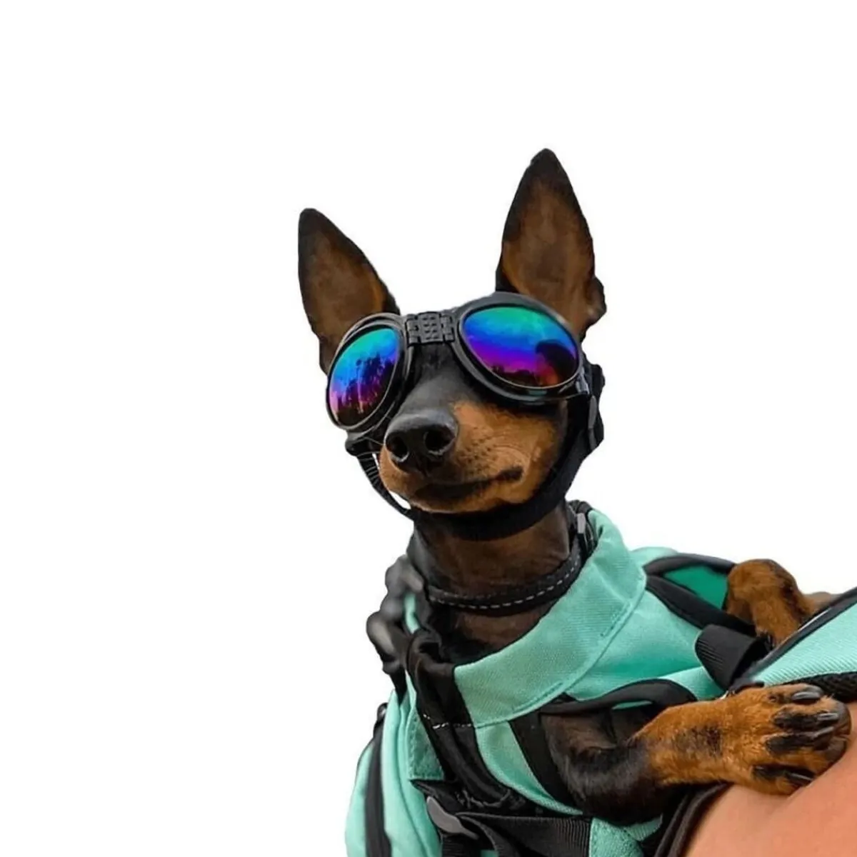Koiran suojalasit K9 Sport Shades, musta>K9 Sport Sack Outlet