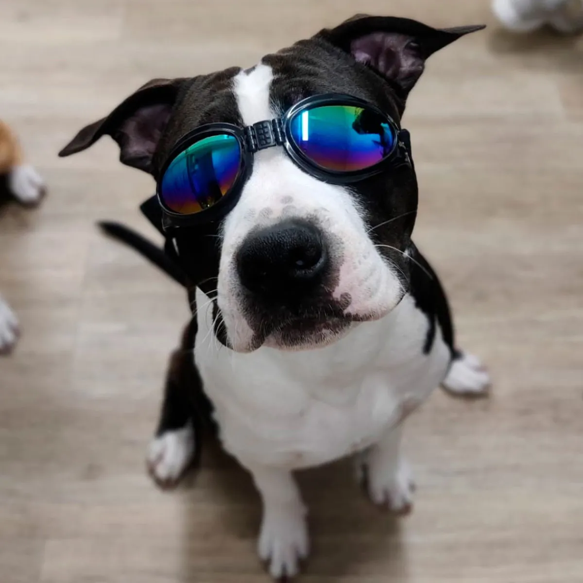 Koiran suojalasit K9 Sport Shades, musta>K9 Sport Sack Outlet