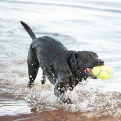 Airdog Squeaker Football>Kong