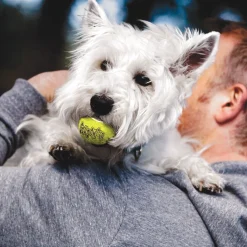 Airdog Squeaker Tennis Ball, 3 kpl>Kong New