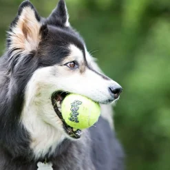 Airdog Squeaker Tennis Ball, 3 kpl>Kong New