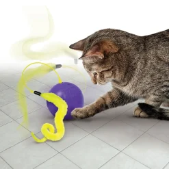 Cat Whirlwind aktivointilelu>Kong Discount
