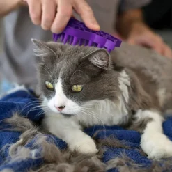 Cat ZoomGroom>Kong New