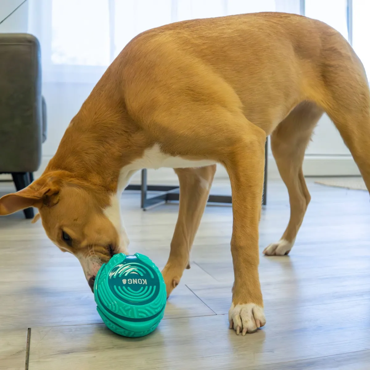 Licks Rewards M/L>Kong Best