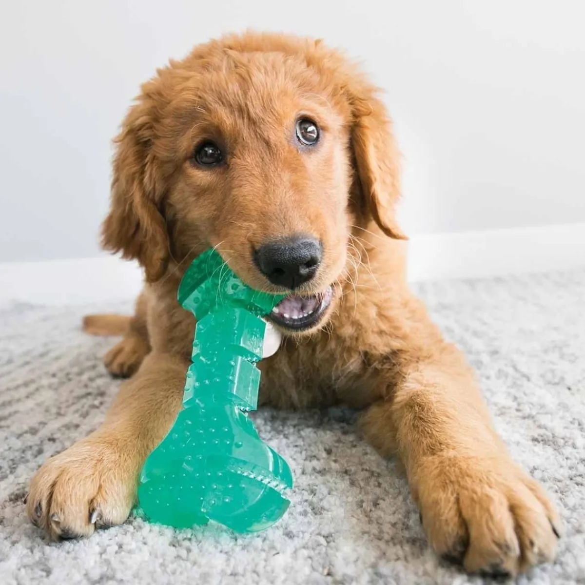Squeezz Dental stick, M>Kong Discount