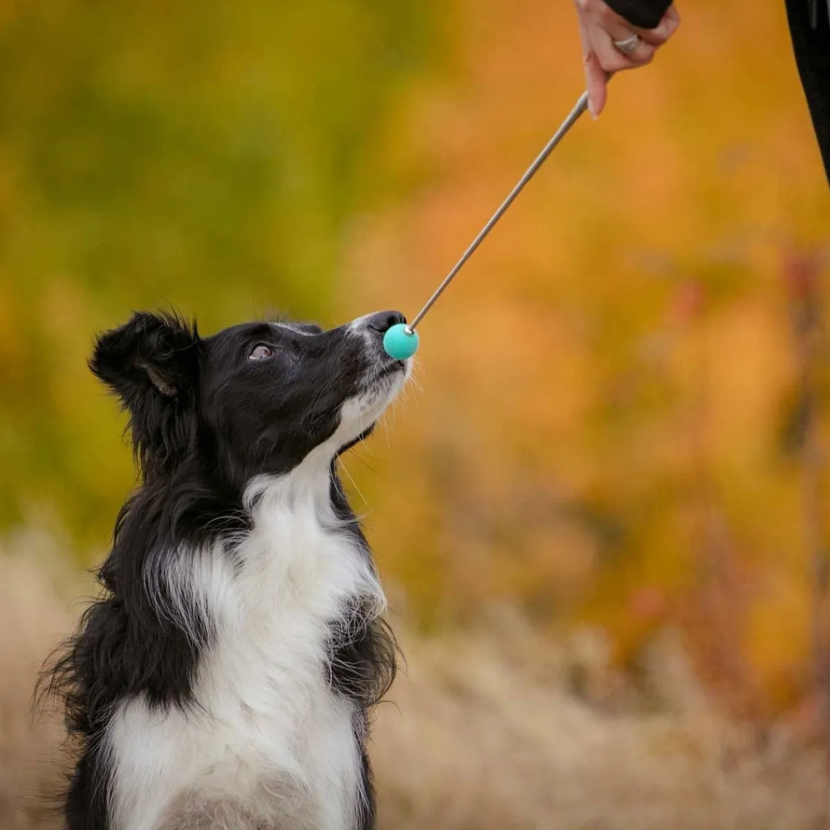 Kosketuskeppi Target telesk.>Pro Dog Best
