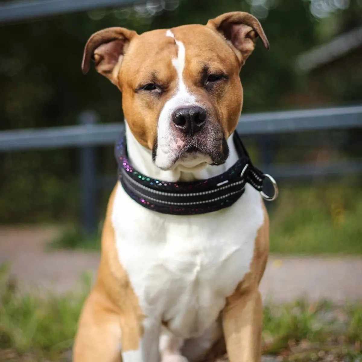Kusse&Kutta extraleveä panta, musta kimalle>Kusse & Kutta Online