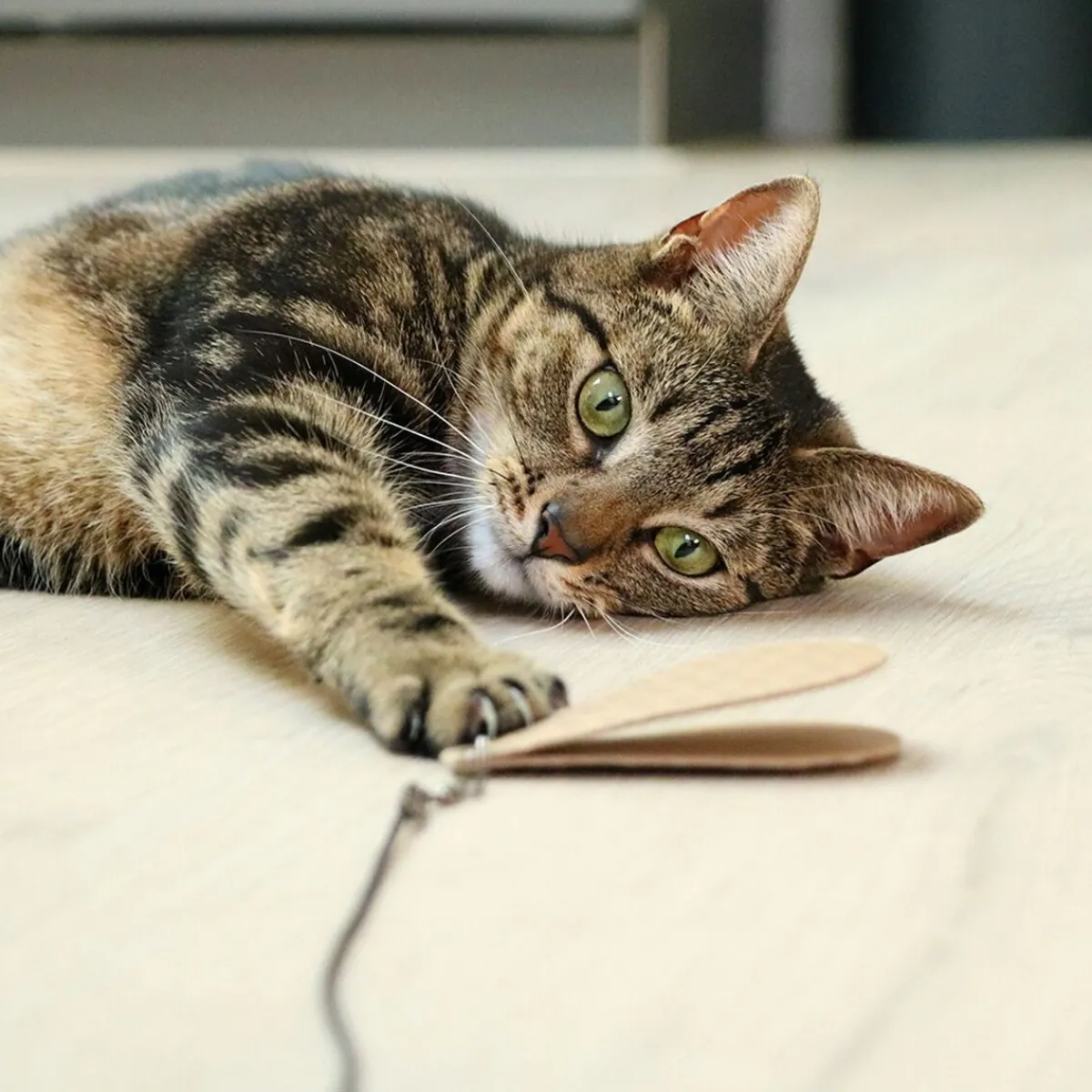 Lelut Connor-kissanonkeen 3 kpl>I Love Happy Cats Outlet