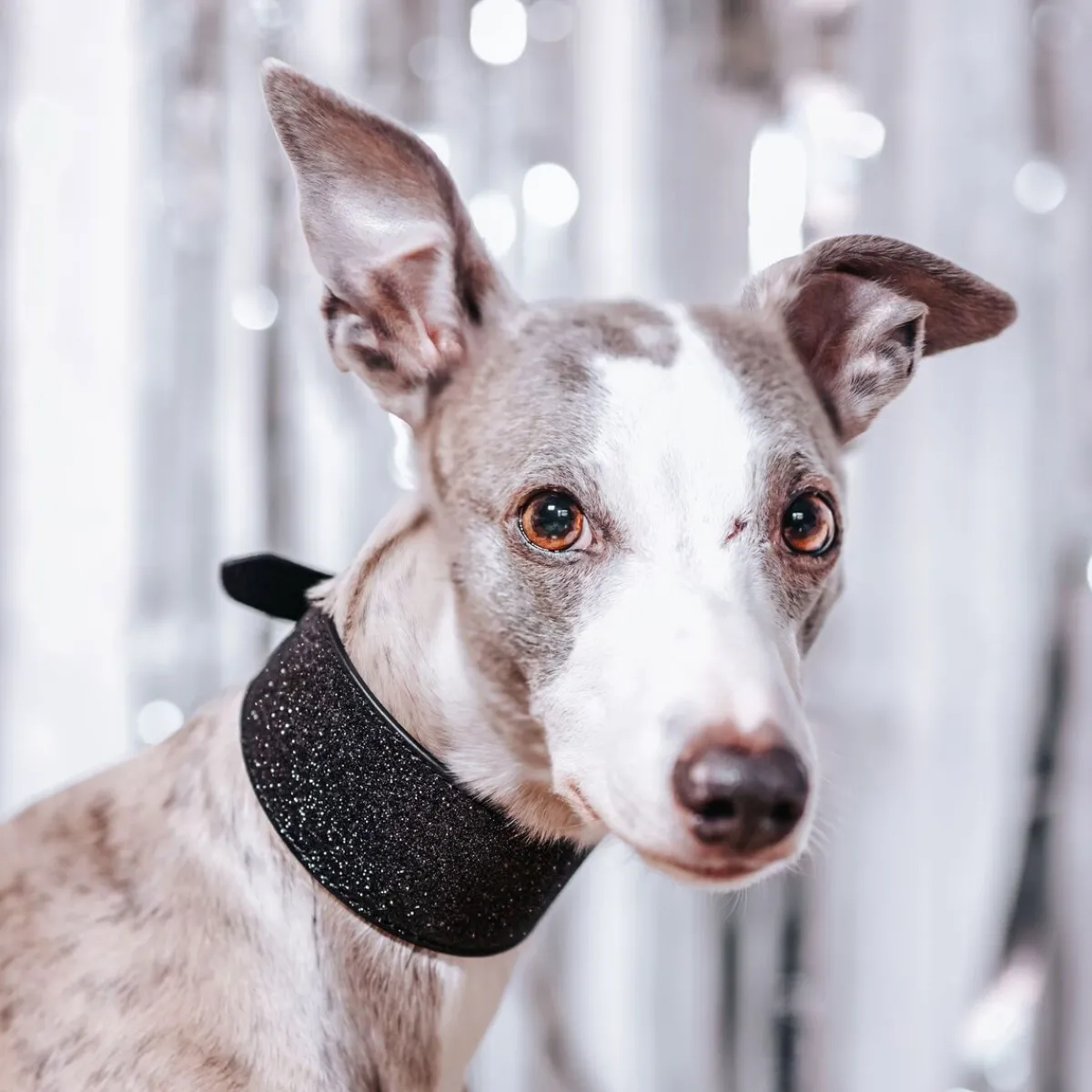 Leveä martingaalipanta , musta glitter>Collar of Sweden Discount