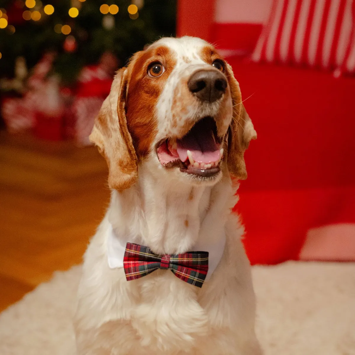 Festive solmuke ruutukuvio>Little&Bigger Clearance