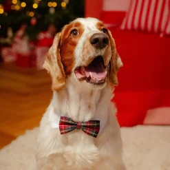 Festive solmuke ruutukuvio>Little&Bigger Clearance