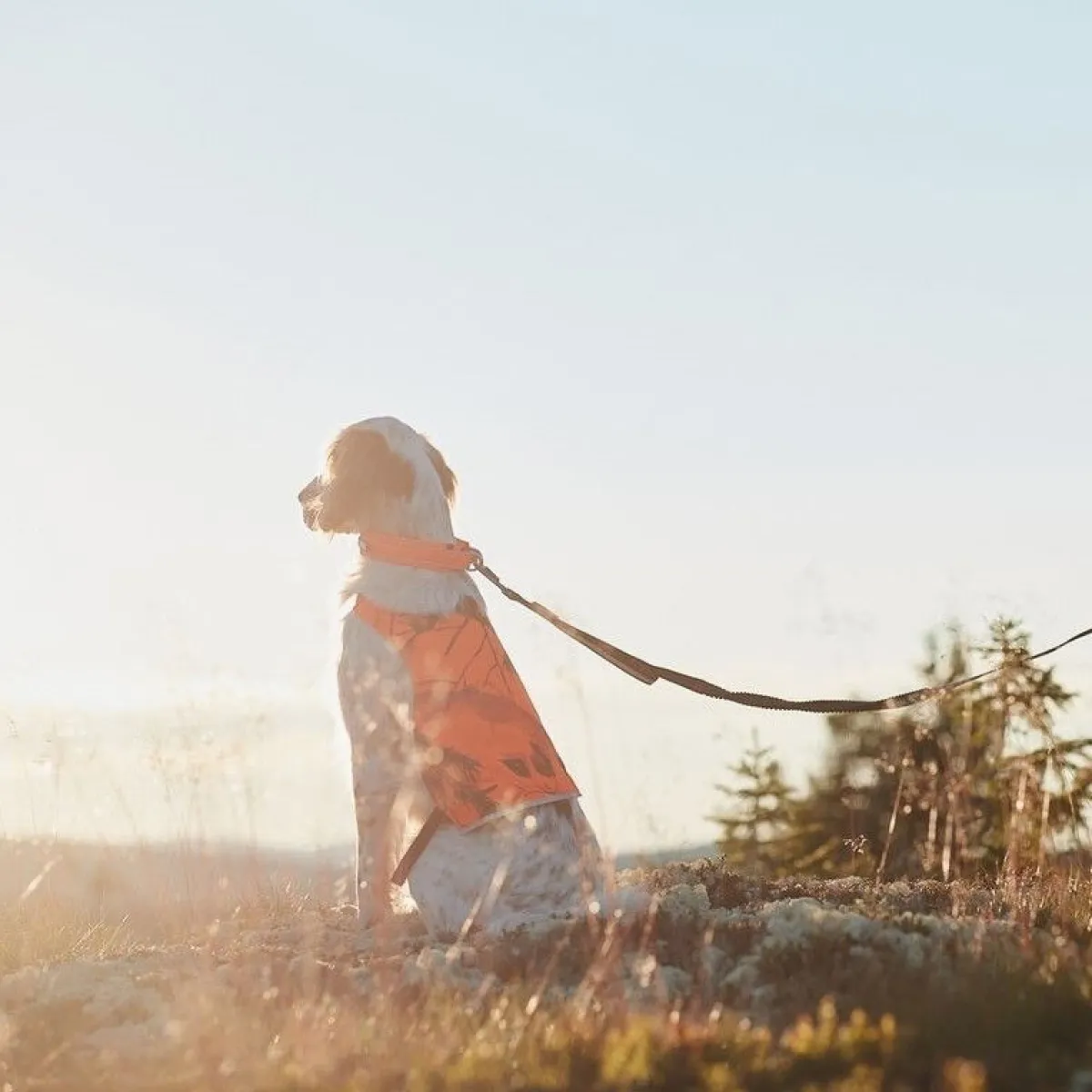 Non-Stop Camo huomioliivi oranssi>Non-stop dogwear