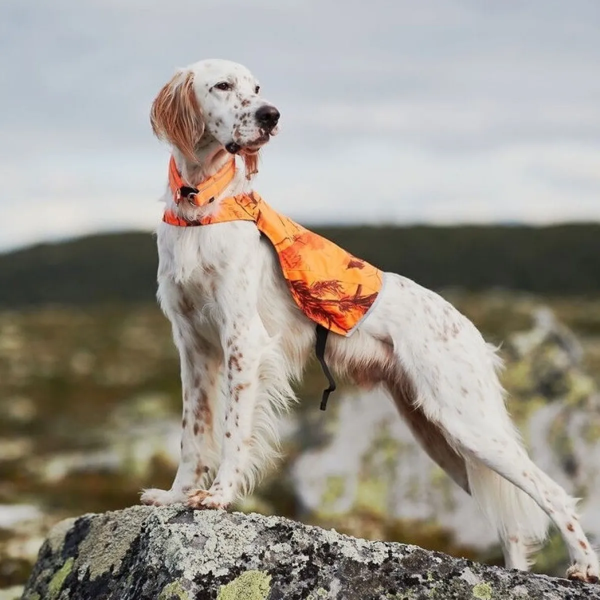 Non-Stop Camo huomioliivi oranssi>Non-stop dogwear