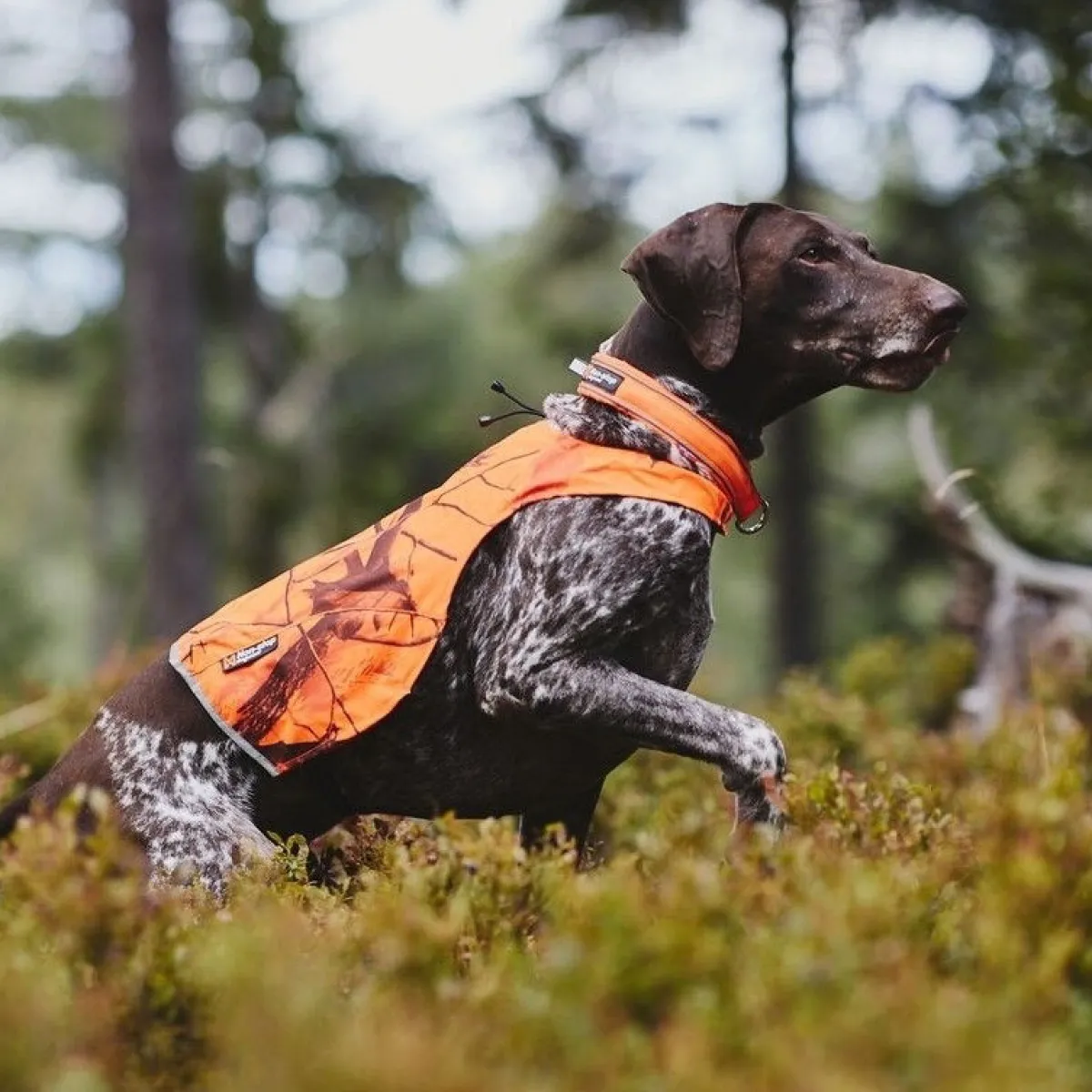 Non-Stop Camo huomioliivi oranssi>Non-stop dogwear