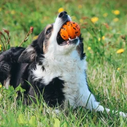 Non-Stop Dog ball>Non-stop dogwear Hot