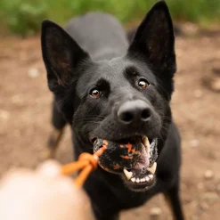 Non-Stop Dog ball on rope>Non-stop dogwear Best