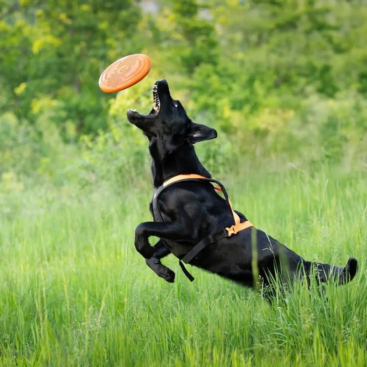 Non-Stop Dog Frisbee>Non-stop dogwear Sale