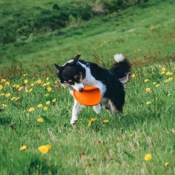 Non-Stop Dog Frisbee>Non-stop dogwear Sale